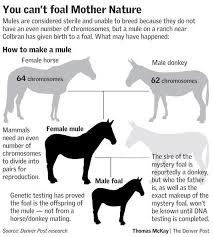 A person paid to transport contraband, esp. Mule S Foal Fools Genetics With Impossible Birth The Denver Post