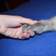 Comment Apprendre A Mon Chat A Donner La Patte En effet, elles regorgent de petits coussinets mystérieux qui. mon chat a donner la patte