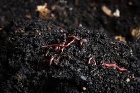 3 are worms essential for composting? What Are Worm Beds How To Build A Worm Bed In Your Garden