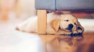 Free download new latest cute baby hd desktop wallpapers, wide most popular very beautiful kids images in high quality resolution child photos and 720p pictures babies, pics, kids, girls, quality, sweety, cutest, boy. Cute Dog Wallpapers Wallpaper Cave