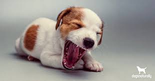 After all puppies don't ever want play time to end…do they? 3 Effective Ways To Stop A Puppy From Biting Dogs Naturally Magazine