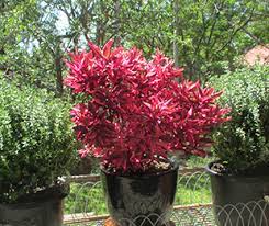 Demands attention with its bright, eye catching foliage. Brazilian Red Hots Alternanthera Is A Hot Pink Shrub Emporium Range Hotties