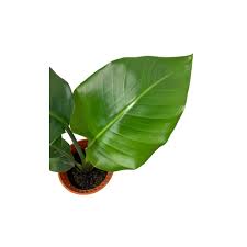 Image result for Strelitzia alba