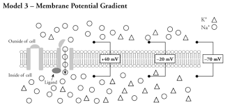 Rate of reaction pogil extension questions answers 01 08 20 Action Potentials Amanda Jackson Whitney Library Formative