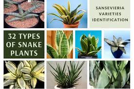 Check out our snake plant selection for the very best in unique or custom, handmade pieces from our craft supplies & tools shops. 32 Types Of Snake Plant Sansevieria Varieties Identification Succulent Alley