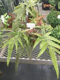 Image result for Pteris burtonii
