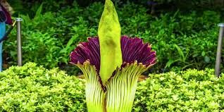 But that didn't stop thousands of visitors who lined up to get a closer look of the plant's bloom. Cincinnati Zoo Now Home To Corpse Flower That Smells Like Rotting Flesh