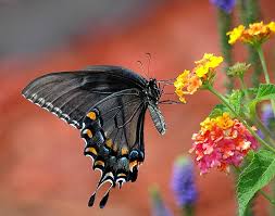 The beautiful patterns and colors come from the layers of thousands of tiny scales on the butterfly's wings, which are produced by pigments, and each has a single color. Black Swallowtail Butterfly Swallowtail Papilio Insect Flower Nectar Summer Fly Proboscis Wings Pikist