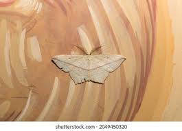 Image result for Timandra griseata