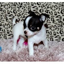Adopt a dog or puppy from spca tampa bay. Home Of Tiny Chihuahuas Tinychi Chihuahua Breeder In Tampa Bay Area Florida