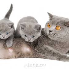 Hamile Ve Emziren Kediler Icin En Iyi 5 Yavru Ve Yetiskin Kedi Mamasi