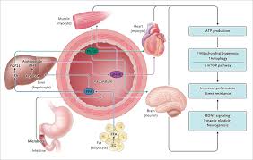 Find out how it works and how to get started in this intermittent fasting guide. Effects Of Intermittent Fasting On Health Aging And Disease Nejm