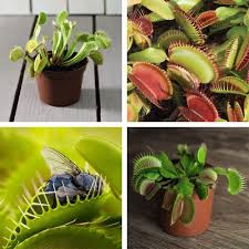 Carnivorous Fly Catcher 'Dionaea Muscipula' Houseplant Indoor Venus Fly Trap  Low Maintenance Easy to Grow Your Own Houseplant, 3X 9cm Potted Plants by  Thompson & Morgan : Amazon.co.uk: Garden