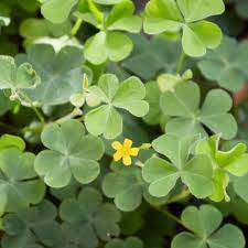 Oxalis 5 Tips To Control A Backyard Invasion