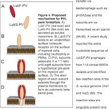 Pvl is thought to play a key role in the pathogenesis of. Staphylococcus Aureus Panton Valentine Leukocidin Pvl Alters Human Neutrophil Viability And Function Semantic Scholar