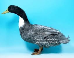 It's a pretty old duck breed and developed in the year of 1835. Blue Swedish Duck Raising Ducks