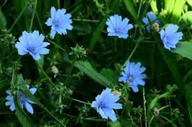 Pin On New Gardening Know How Articles