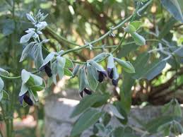 Salvia divinorum günstig online kaufen im preisvergleich. Salvia Mediterraner Garten In Schwebsingen