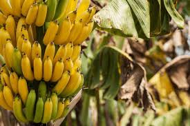 The flowers of the plantain tree are produced from the pseudostem which develop into a big cluster of hanging fruit. How To Grow A Banana Tree With A Store Bought Banana Gardening Dream
