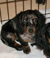 Find dachshund puppies for sale on pets4you.com. Silver Mini Dapple Dachshund Puppy For Sale In Lexington Park Maryland Classified Americanlisted Com