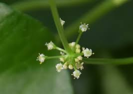 Image result for Centella virgata