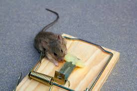 Insect control costs an average of $176 with a typical range between $111 and $261. Pest Control Bed Bug Extermination Cost Clifton Nj