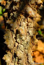 Image result for Acacia nigrescens