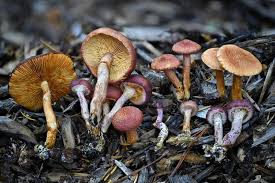 Image result for Psilocybin