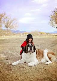 59 Breed Board: St. Bernard ideas
