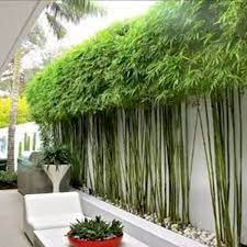 What the again garden minimalist design modern suitable used on the ground narrow in front page house for instance for the house type 36, 21. 250 Bamboe Bamboo Ideas In 2021 Garden Design Bamboo Garden Landscape Design