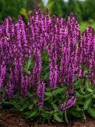 Salvia Bumbleberry Bluestone Perennials Purple Flowers Garden Pink Perennials Purple Perennials