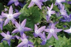 Campanula Blue Waterfall Flowers Perennials Perennial Flowers List Perennials