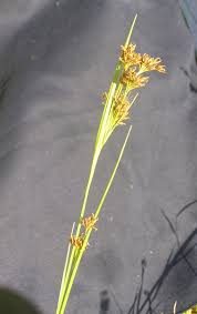 Image result for Rhynchospora brownii