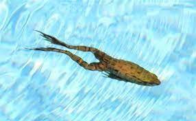 Frogs love to burrow below the debris in ponds; Pond Natural World Of Living Things