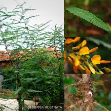 Image result for Sesbania rostrata