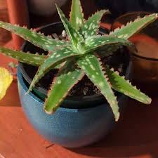 Image result for Aloe pienaarii