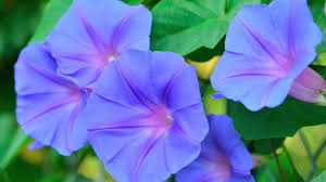 Последние твиты от 朝顔みのる (@gaogao_mnr). ã‚¢ã‚µã‚¬ã‚ªã«å¿…è¦ãªè‚¥æ–™ã«ã¤ã„ã¦ æ­£ã—ã„ä¸Žãˆæ–¹ã¨æ³¨æ„ç‚¹ã‚'çŸ¥ã‚Šã¾ã—ã‚‡ã† Gardenstory ã‚¬ãƒ¼ãƒ‡ãƒ³ã‚¹ãƒˆãƒ¼ãƒªãƒ¼