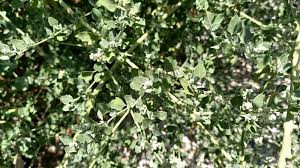 Image result for Chenopodium opulifolium