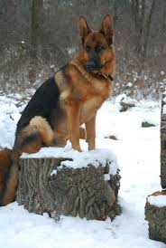 We did not find results for: Gsd Standing Beautifully In The Snow Black German Shepherd Dog German Shepherd Dogs German Shepherd Puppies