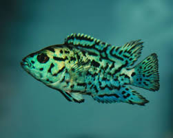 Our Newest Aquarium Display: An African Cichlid Utopia Tank!