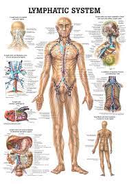 By ross toro, infographics artist). The Human Lymphatic System Laminated Anatomy Chart Lymphatic System Lymphatic System Poster Lymphatic System Anatomy