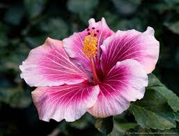 A Few Hibiscus Blossoms Hibiscus Plant Hibiscus Flowers Hibiscus