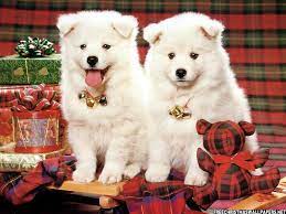 Check spelling or type a new query. Christmas Puppy Wallpapers Wallpaper Cave