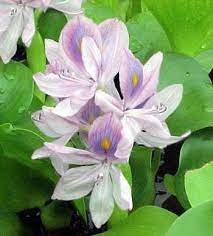 Water Hyacinth