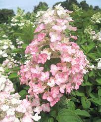 Die blüten waren riesig und haben die farbe mehrmals gewechselt, so dass es eine freude war, die pflanze über den sommer/herbst hinweg zu beobachten. Hydrangea Paniculata Mega Mindy Ilvomindy Laubgeholze Sortiment Shop Kordes Jungpflanzen