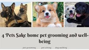 For pets sake mobile dog grooming, skokie, illinois. 4 Pets Sake Home Pet Grooming And Well Being Home Facebook