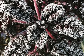 Four Strategies to Protect Your Plants from Frost — Garden City Harvest