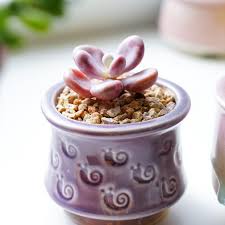 Image result for Ischaemum amethystinum