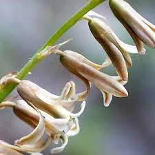 Image result for Dipcadi brevifolium