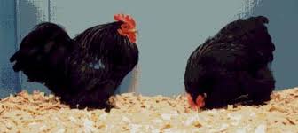 They're definitely a giant chicken breed. Black Cochin Bantams Chicken Heaven On Earth